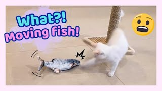 Kitty Eli Loses It Over Toy Fish That Won't Stop Moving! 😾⚔️🐟 by Eli & Mocha 313 views 5 months ago 51 seconds