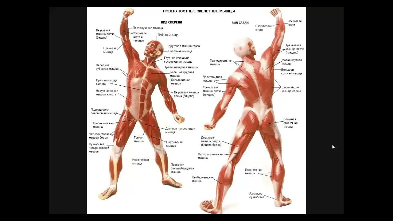 Структура мышц человека. Анатомия человека фредерик делавье. Название мышц мужчины. Название мышц мужчины. Строение человека вид сбоку.