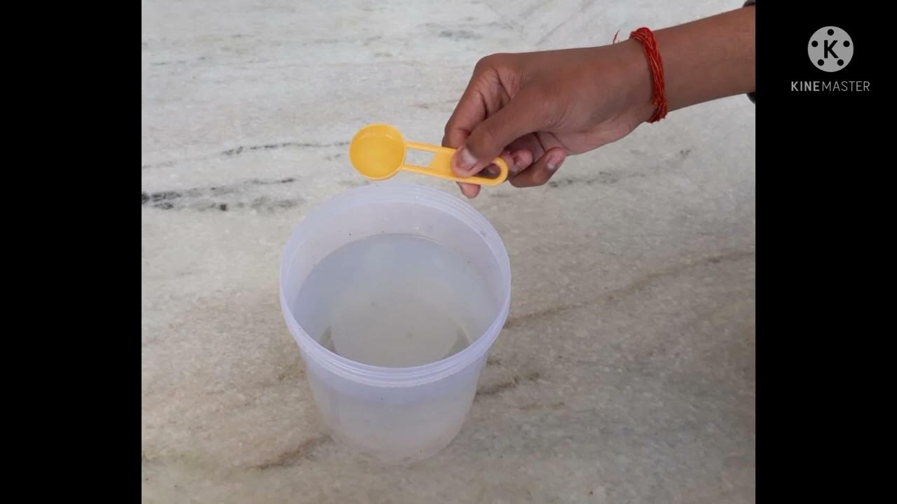 how to grow algae at home easily YouTube