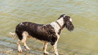 Common Health Issues in English Springer Spaniels and How to Prevent and Treat Them