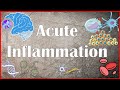 Acute inflammation  definition pathogenesis causes mediators morphology exudate and transudate