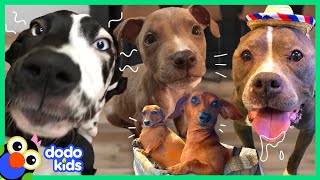 60 Minutes Of The Best And Bravest Dogs | 1 Hour of Animal Videos For Kids | Dodo Kids