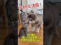 犬と猫の「激しすぎる友情」が予想外の結末にｗｗ #猫 #cat #猫のいる暮らし #ねこ #youtubeショート #猫のいる生活 #猫好きさんと繋がりたい #保護猫 #子猫 #元気になる動画
