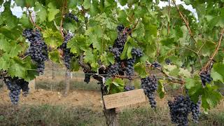 видео: Клуб iWinemaker. Урожай 2025. ОСЕНЬ. Участок N° 486 картинка: Клуб iWinemaker. Урожай 2025. ОСЕНЬ. Участок N° 486