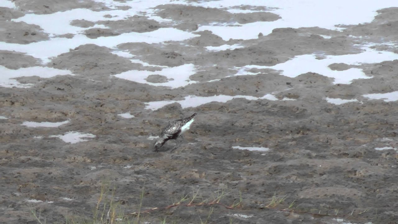 camera iphone 8 plus apk Black-bellied plovers Laguna Atascosa National Wildlife Refuge Los Fresnos Texas 2012-08-26.