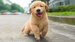 Funniest & Cutest Golden Retriever Puppies - 30 Minutes of Funny Puppy Videos 2022 #14