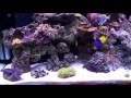 морской аквариум (часть 9) - заселение аквариума