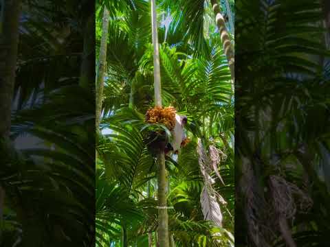 Fearless Fruit Thief