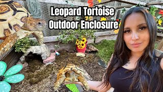 LEOPARD TORTOISE outdoor enclosure setup