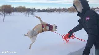 柴柴你走吧！你爸爸不要你了|Throw A Shiba Inu Into The Snow screenshot 1