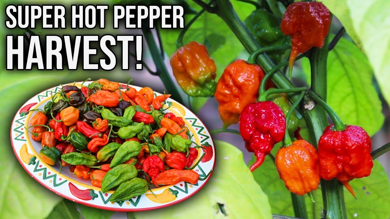 Front Yard Super Hot Pepper Garden Harvest Growing Peppers In