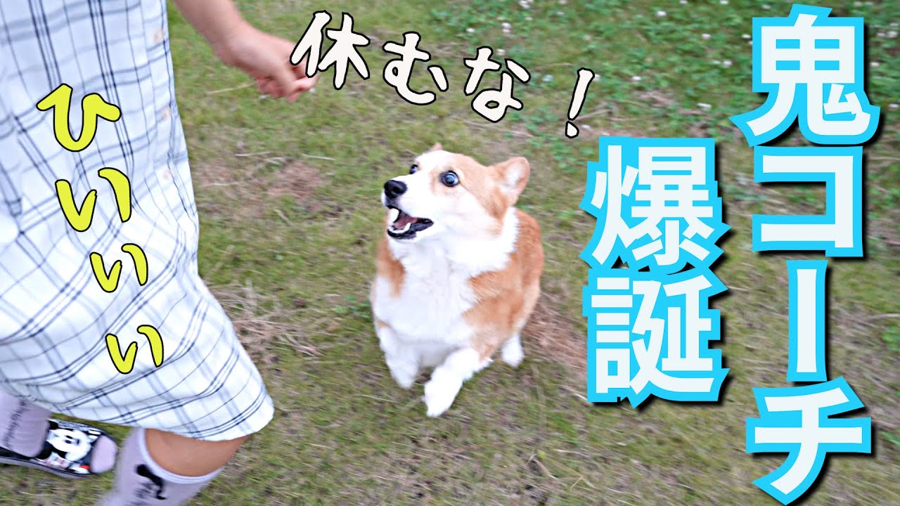 お姉ちゃんと庭ダッシュしてたら、愛犬がスパルタ監督になりました