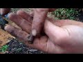 Propagating - Hardwood cuttings can be EASY!