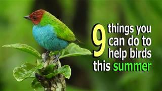 9 things you can do to help birds this summer