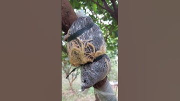 Chiết cành mận siêu nhanh ra rễ