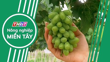 Trồng nho công nghệ cao: Làm giàu từ nông nghiệp hiện đại | Nông nghiệp Miền Tây