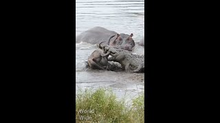 Nile crocodile are true monsters  Hippo Save Poor Wildebeest