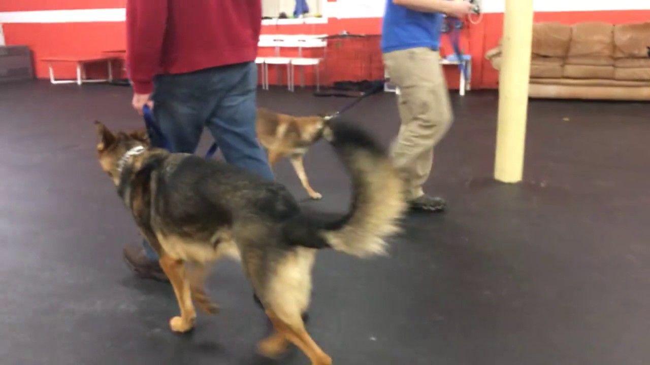 dog trainer in delhi Training | Benny's pick up session | Solid K9 Training Dog Training