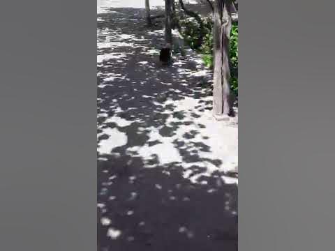 Imtiyozli dostlar (2-sinf)