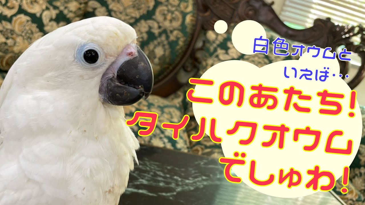 えとぴりかosaka とっても優しい甘えん坊なオウム タイハクオウム White Cockatoo Youtube