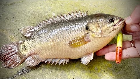 Tập 367 - Nhìn Đơn Giản Vậy Chứ Con Kênh Này Hay Có Cá Bự Lắm Nhe | Câu Cá Rô Đồng | MQTG