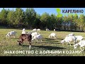 Знакомство с дойными козами сезона 2022