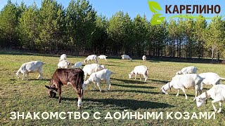 Знакомство с дойными козами сезона 2022