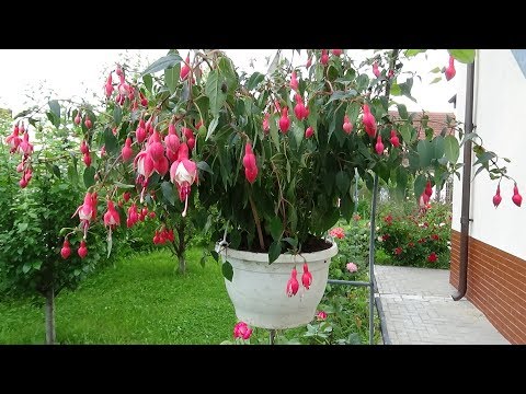 Video: Reproducerea Fuchsiei: Cultivare Prin Lăstari, Frunze și Semințe Acasă, în Toamnă și în Alte Momente