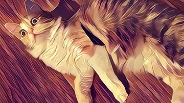 Prisma App - How to remove Watermark on image?