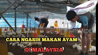 Cara ngasih makan ayam broiler dimalaysia