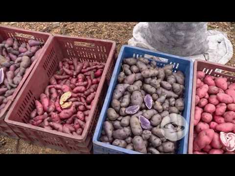 Video: ¿Qué son las papas moradas? Obtenga información sobre los beneficios de las papas moradas y azules