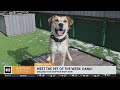 PAWS Chicago Pet of the Week: Danu