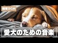 愛犬が落ち着くリラックス音楽🐾愛犬がリラックスして心地よく眠るBGM、愛犬の長時間お留守番、雷対策用BGM（途中広告なし）
