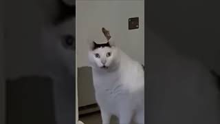 Zumi Finds The In Everything