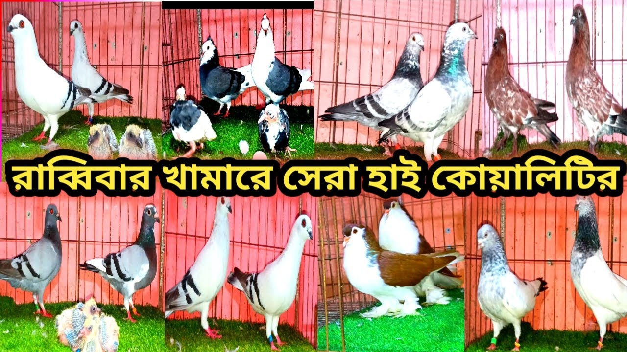 সরাসরি খামার থেকে কবুতর জন্য রাব্বি ভাই দাম আছেন লাহোর সৌখিন রিচার রাজগোল্লা ইত্যাদি 