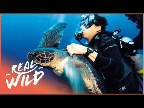 Why We Need To Save The Turtles | 1000 Days for the Planet | Real Wild