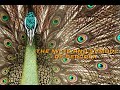 The Myth and Symbolism of Peacock || Favo Muticus