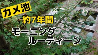 【カメ池】モーニングルーティーン～イシガメ・クサガメの日常風景