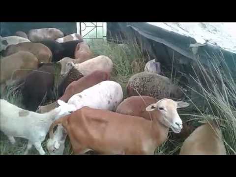 Video: Uso de cabras para limpiar la maleza: Consejos para criar cabras para el control de malezas