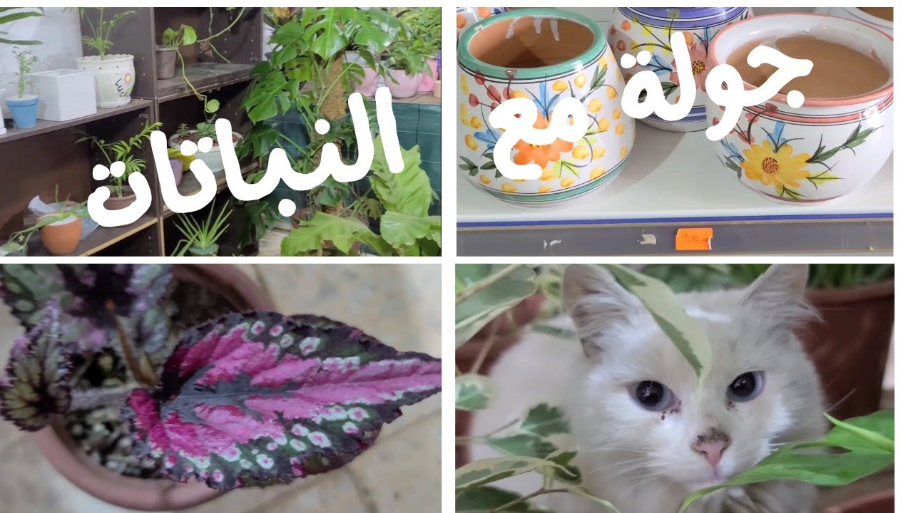 جولة في محل النباتات Agroequipement  ولاد فايت الجزائر