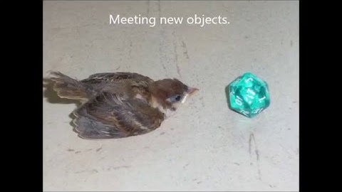 The growth of a Eurasian tree Sparrow chick