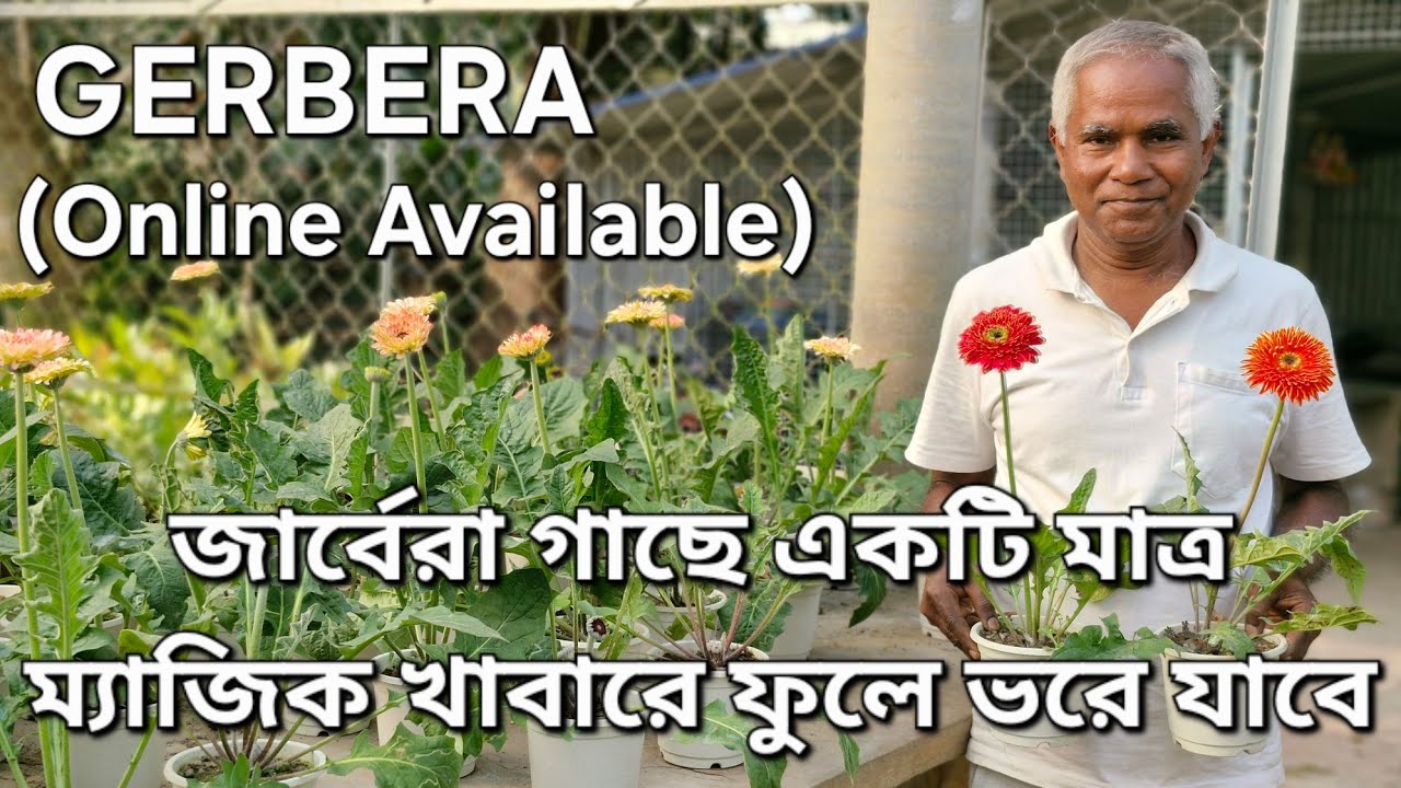 জার্বেরা গাছে প্রচুর ফুল আনার জন্য সেরা খাবার|How to Grow Gerbera| Gerbera A to Z|  