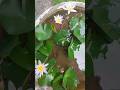 water lily  leef growing and flower#lily #garden #flowers #short