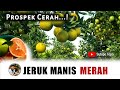 Budidaya jeruk manis merah citrus sinensis memiliki prospek cerah