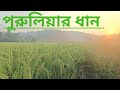 #পুরুলিয়ার ধান //🔥🔥