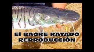 El Bagre Rayado