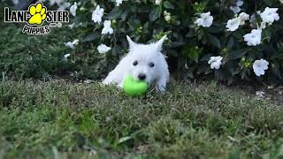 Precious West Highland White Terrier Puppies