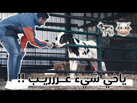 ليه كانت تبكي البقرة || 🐄 Why this cow was crying