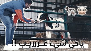 ليه كانت تبكي البقرة || 🐄 Why this cow was crying