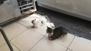 Kedilerin Keyfine Diyecek Yok